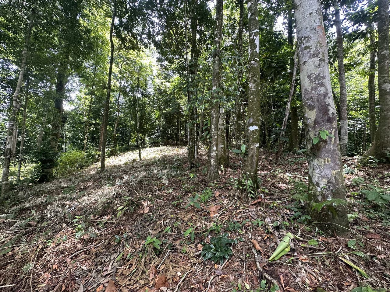 1.6 Acres Land Parcel in Ballena, Jungle Views.: Mountain Home Construction Site For Sale in Bahía Ballena - photo 18