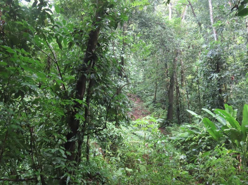 34-Acres of Forest For Sale in Riyito de Puerto Jimenez - photo 9