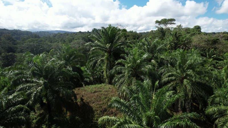 Palm Farm with Ocean View, Ideal for Ecotourism or Residential Development - photo 21
