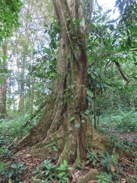 0.25 Acres Lots For Sale in La Amapola, Puerto Jimenez on Highway-245 - photo 14