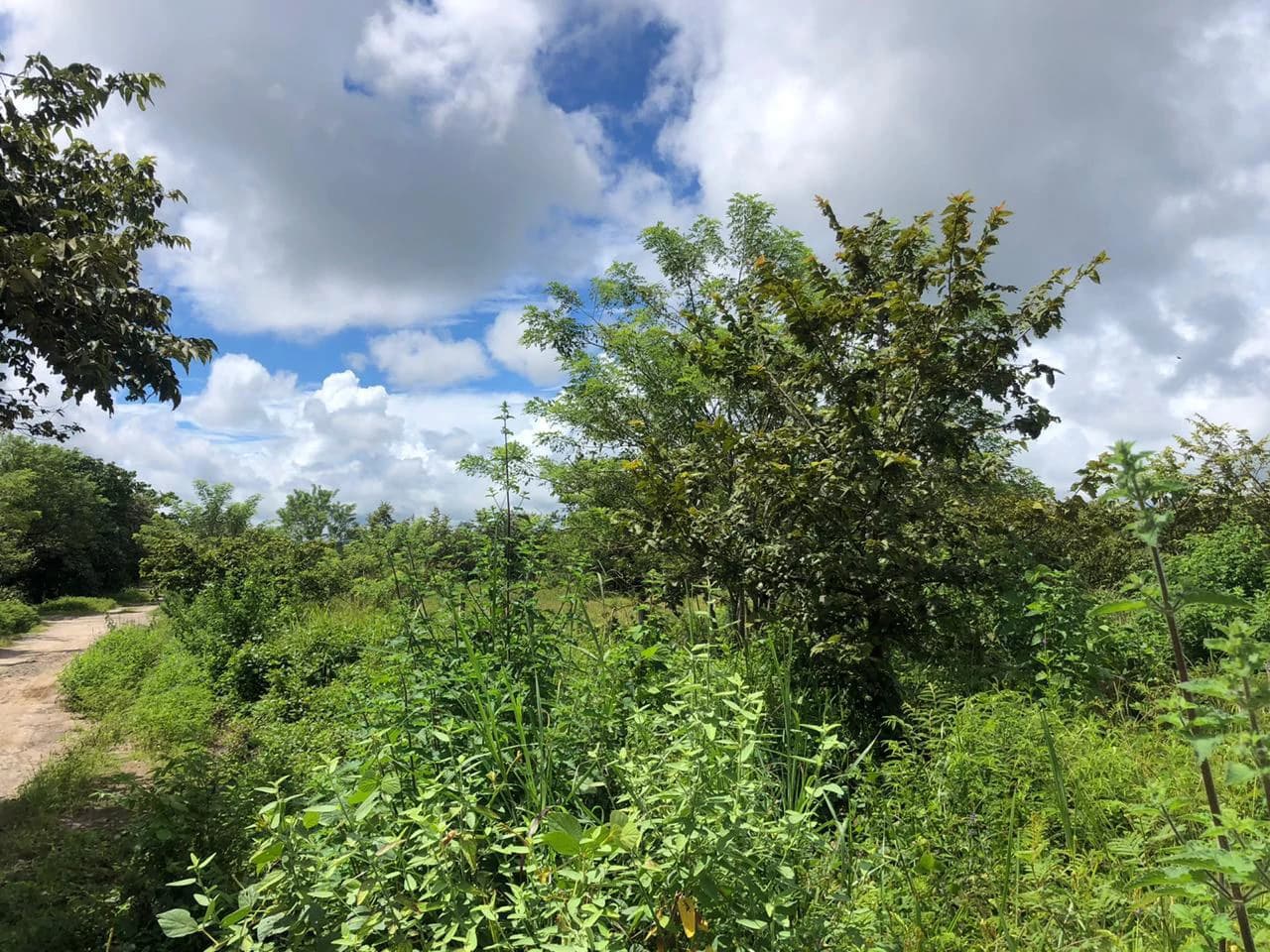 Development property for sale, Building project opportunity close to Liberia Airport and City with beautiful Flat property - photo 2
