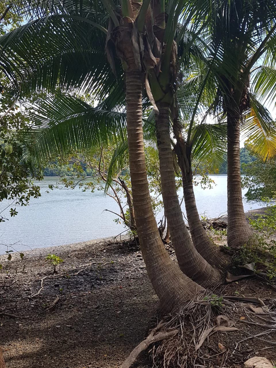 Nature Lover's Marina Resort Investment: Costa Rica South-Pacific Gulf Coast Marina, Rainforest Resort - photo 9