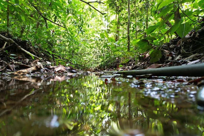 173-Acres of Nature Reserve with Spectacular Primary Forest & Golfo Dulce Views - photo 5