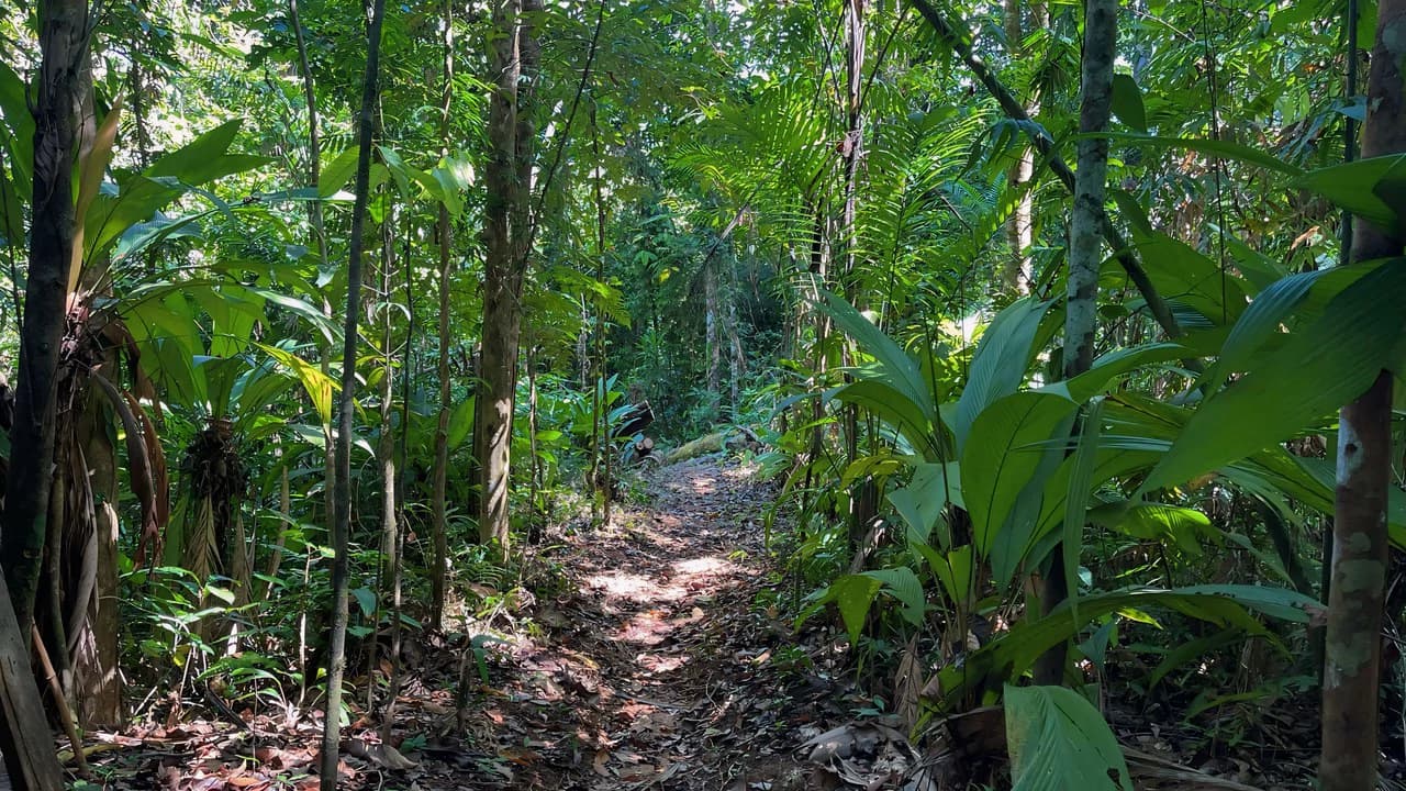 FINCA CERRO DEL TIGRE! OVER 20 ACRES OF PRIMARY FOREST AND WATERFALLS.: Mountain Agricultural Land For Sale in La Unión - photo 22