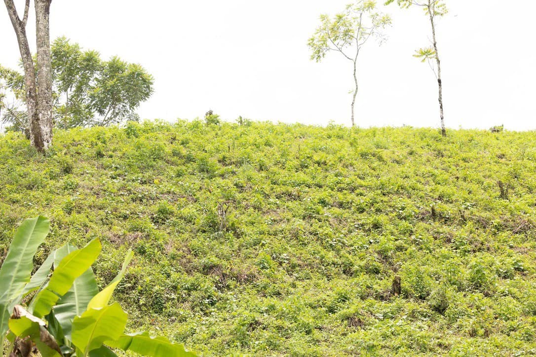 LOVELY 2.8 HECTARE FINCA IN COTO BRUS - photo 13