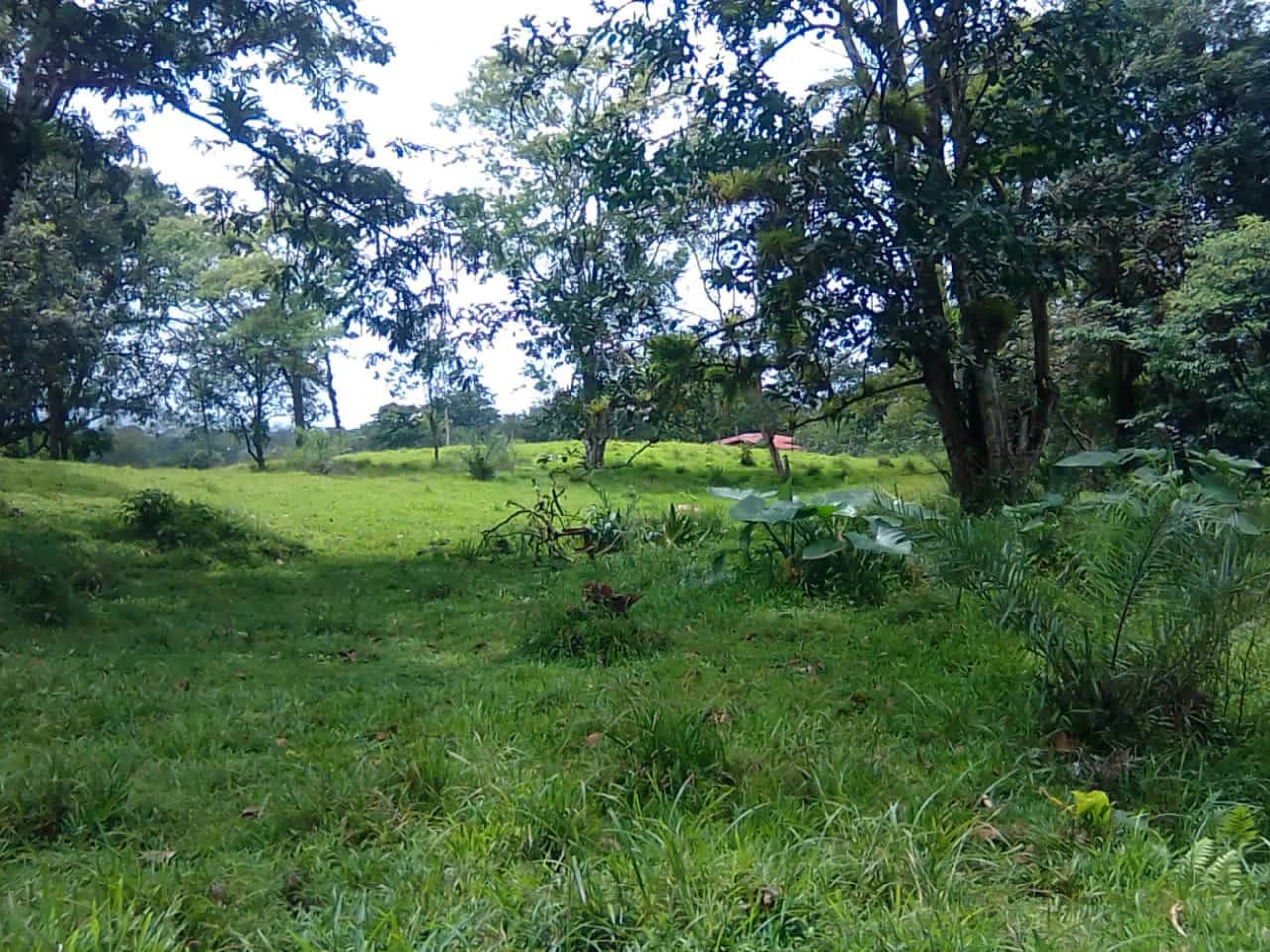 Cattle farm for sale in Aguas Claras with 1 corral and enchanting views - photo 12