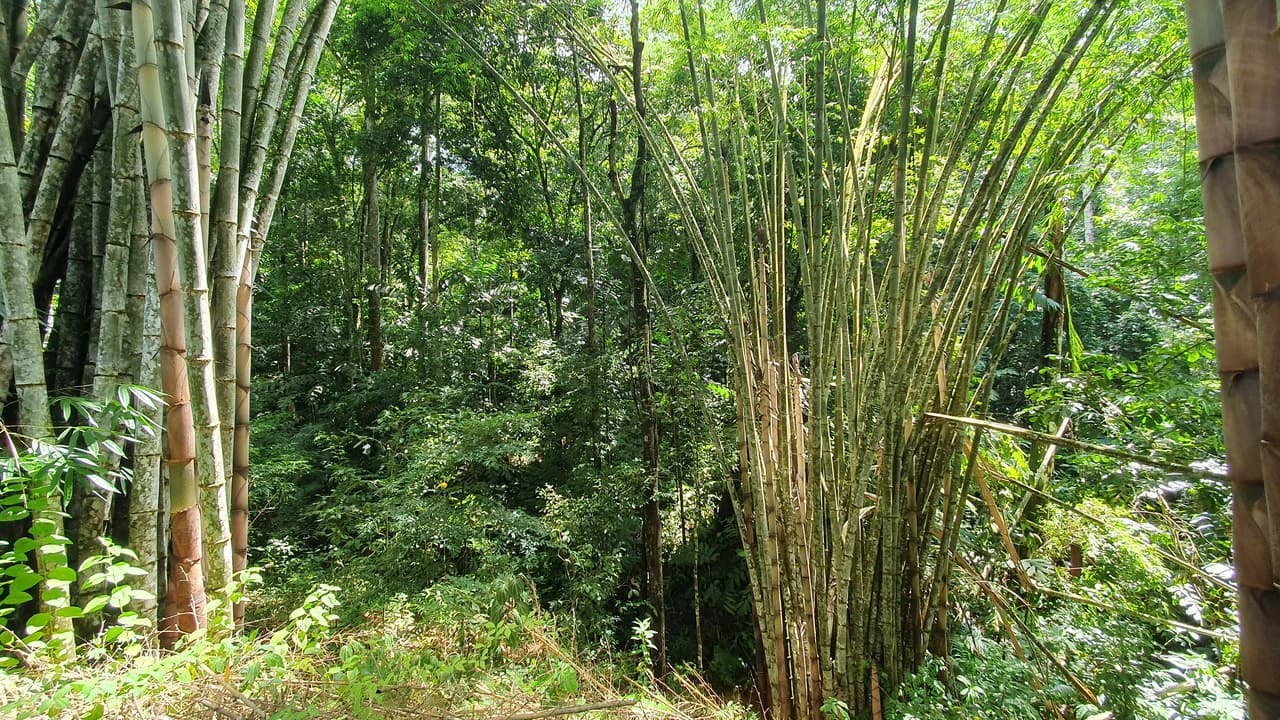 Property #1 with Bamboo Plantation, Development Opportunity (Residential, Hotel, and Industrial). - photo 9