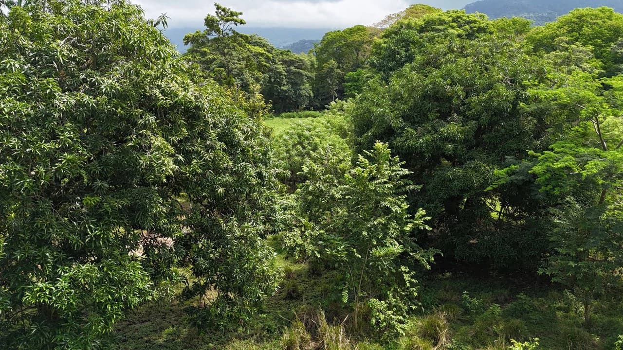 Walk to the beach, Developement Land, Mini Ranch, Central Uvita - photo 16