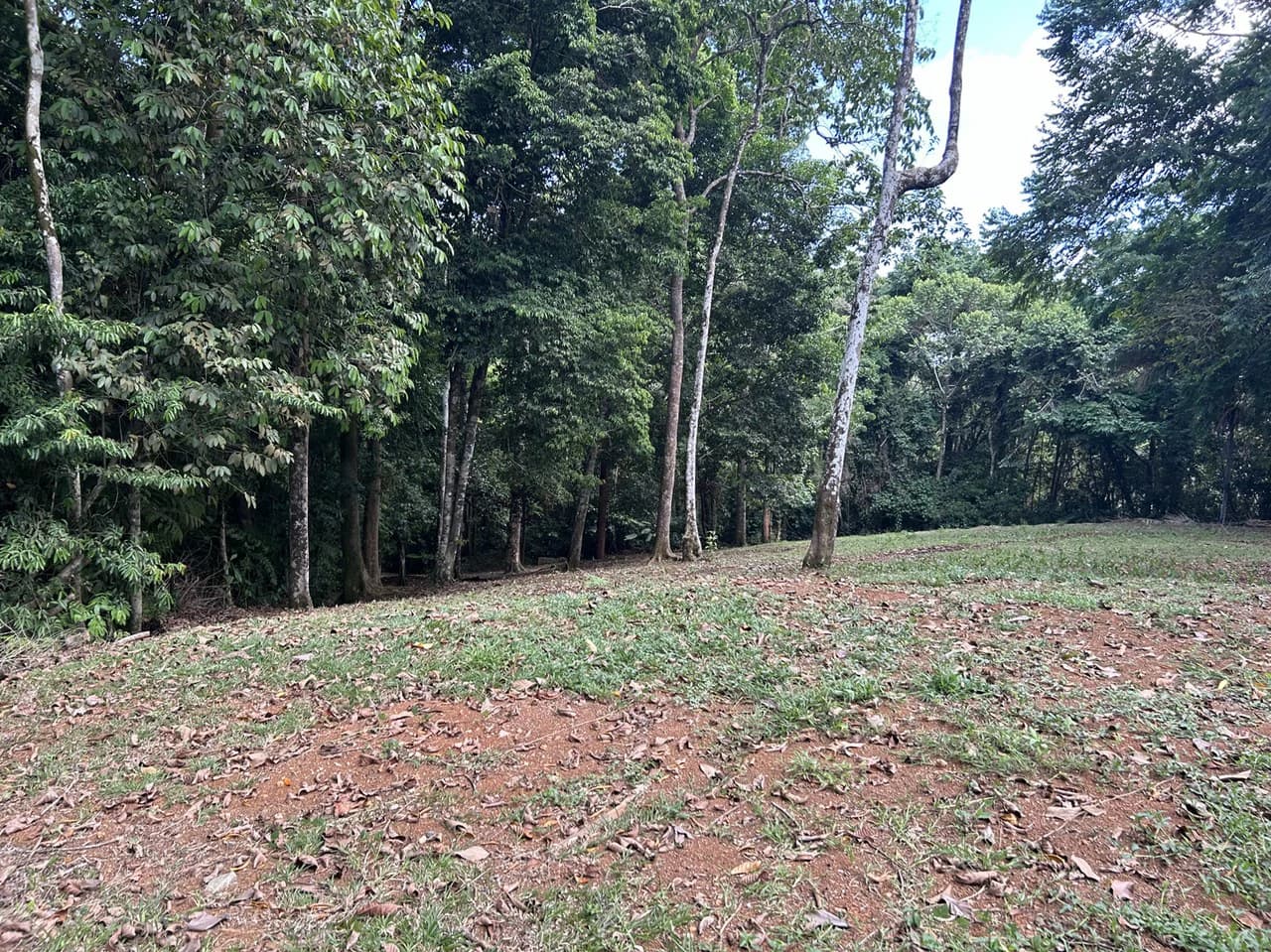 Cabo Matapalo: Jungle View Lot Priced To Sell! - photo 5
