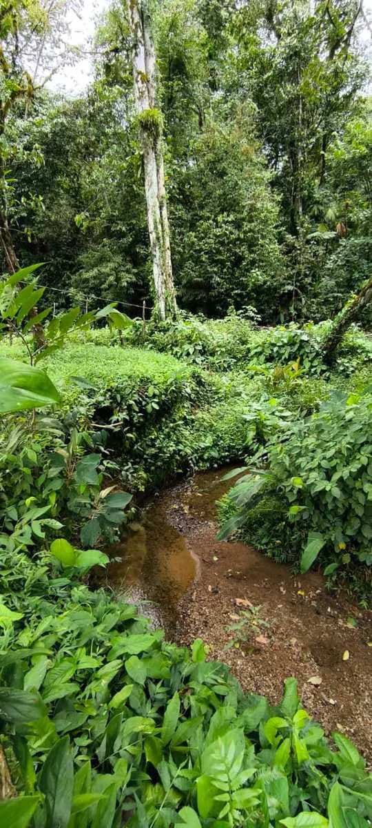 23 Acres of Paradise at Bahia Drake - photo 23