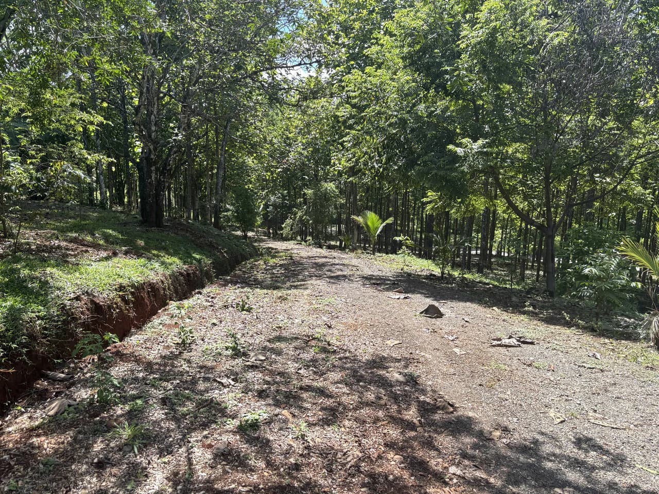 7-Hectare Farm with Teak Plantation, Existing Home & Eco-Development Potential Near Parrita, Costa Rica - photo 16