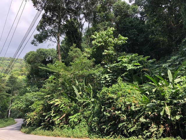 6.5 ACRES – Space To Grow, Build & Thrive, Close To The Beach & Commercial Potential Road Frontage!!!!!: Mountain and Countryside Development Parcel For Sale in Platanillo de Dominical - photo 3