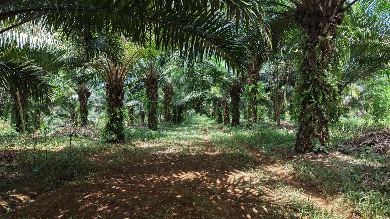 Countryside Home Construction Site For Sale in San Pedro - photo 12