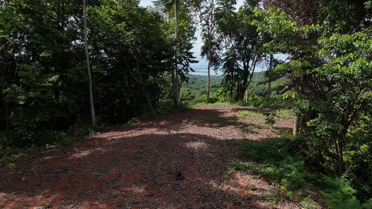 Spectacular Ocean view on 7.7 acres: Mountain Home Construction Site For Sale in Bahía Ballena - photo 6