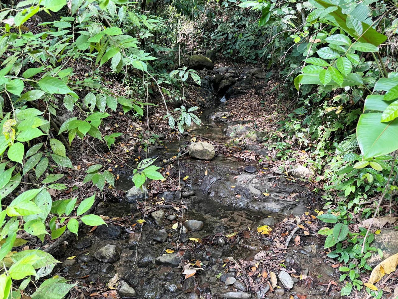 1 Acre Jungle Lot with River in Playa Dominical - photo 8