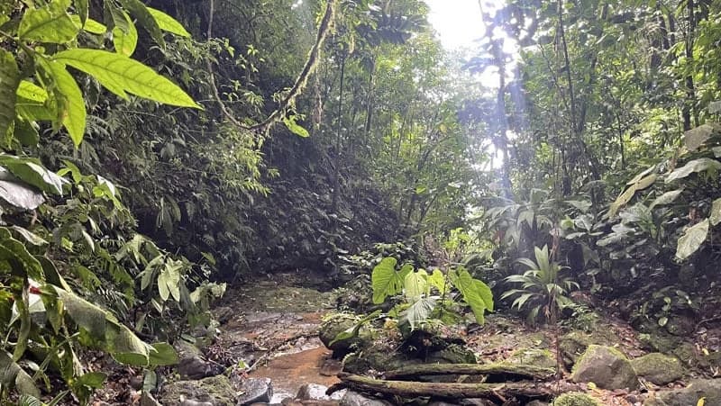 116-Hectare Finca for Sale Near Uvita with Whales Tail Views and 10 Waterfalls | La Faralla, Bahia Ballena, Uvita, Puntarenas, Costa Rica - photo 81