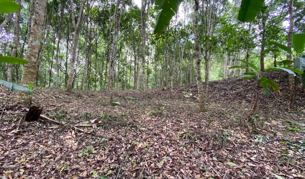 1.9 ACRES – Very Usable Flat Land Divided By An Across Running Creek, Tons Of Fruit Trees Plus Woods In The Back!!! - photo 8