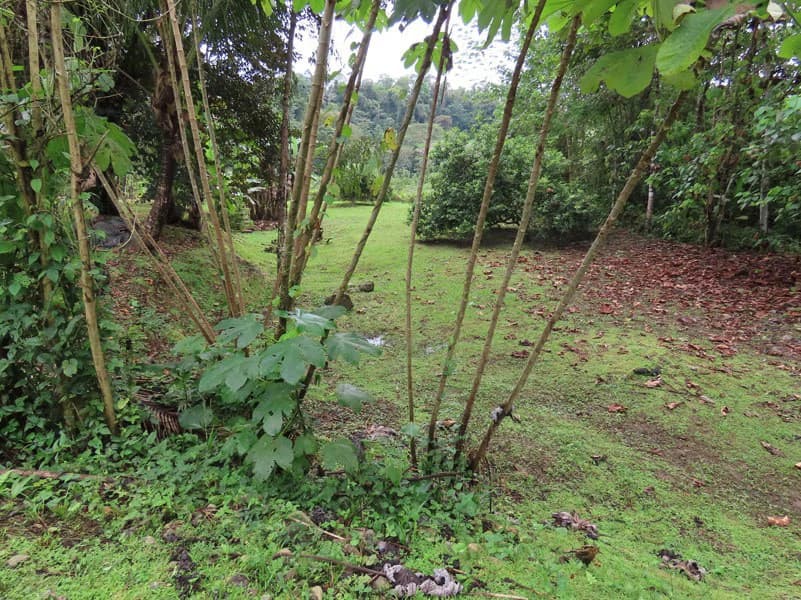 Land For Sale in Dos Brazos, Puerto Jimenez, Ideal For Home Surrounded by Nature - photo 19