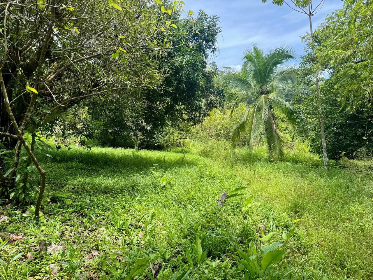 0.25 ACRES – Easy Access Flat Affordable Property In Escaleras With Public Road, Asada Water, Power, and Internet!!!