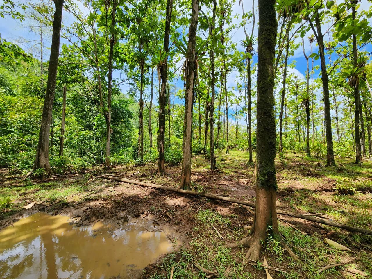 PRIME PARRITA FARM FOR SALE - photo 45