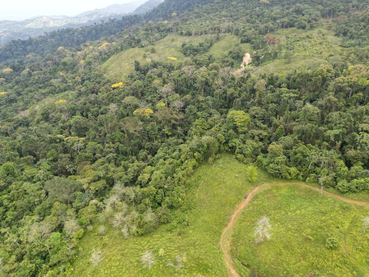 Fire Sale Farm with Ocean View | Piedras Blancas, Osa Peninsula - photo 9