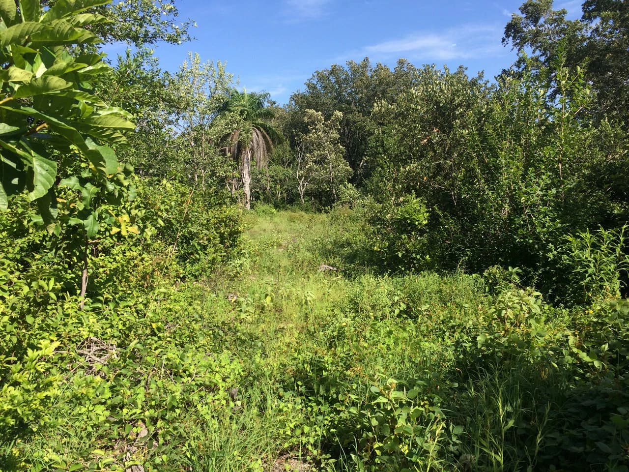 Finca de 31 hectáreas en Liberia: Great investment opportunity - photo 13