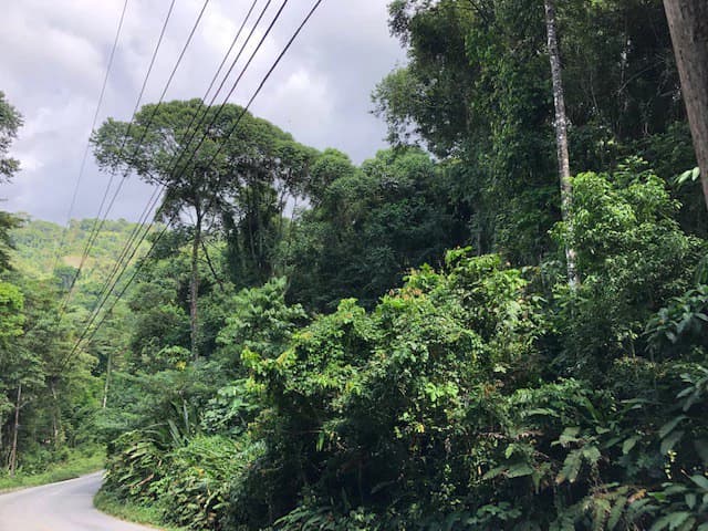 6.5 ACRES – Space To Grow, Build & Thrive, Close To The Beach & Commercial Potential Road Frontage!!!!!: Mountain and Countryside Development Parcel For Sale in Platanillo de Dominical - photo 5