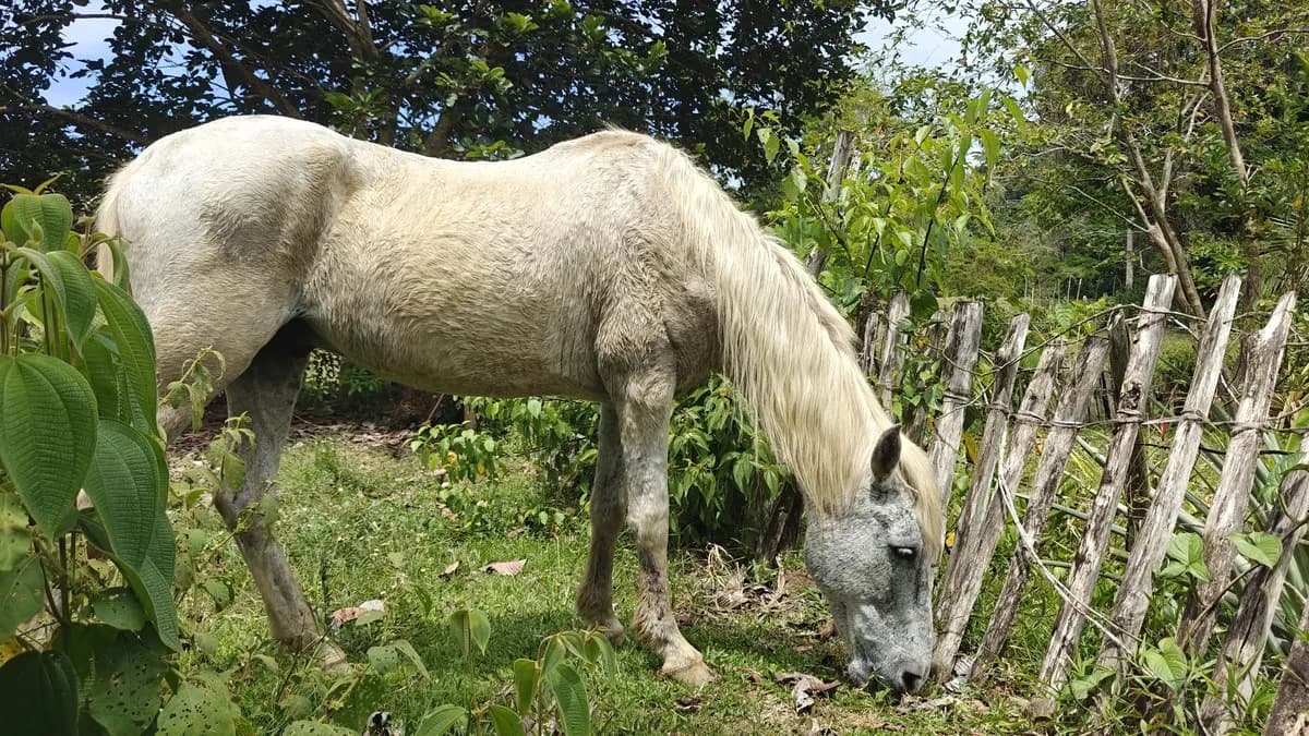 ID 945: 1 Hectare Food Production Estate with 200 sqm Private Pool and Livestock in San Miguel - photo 9