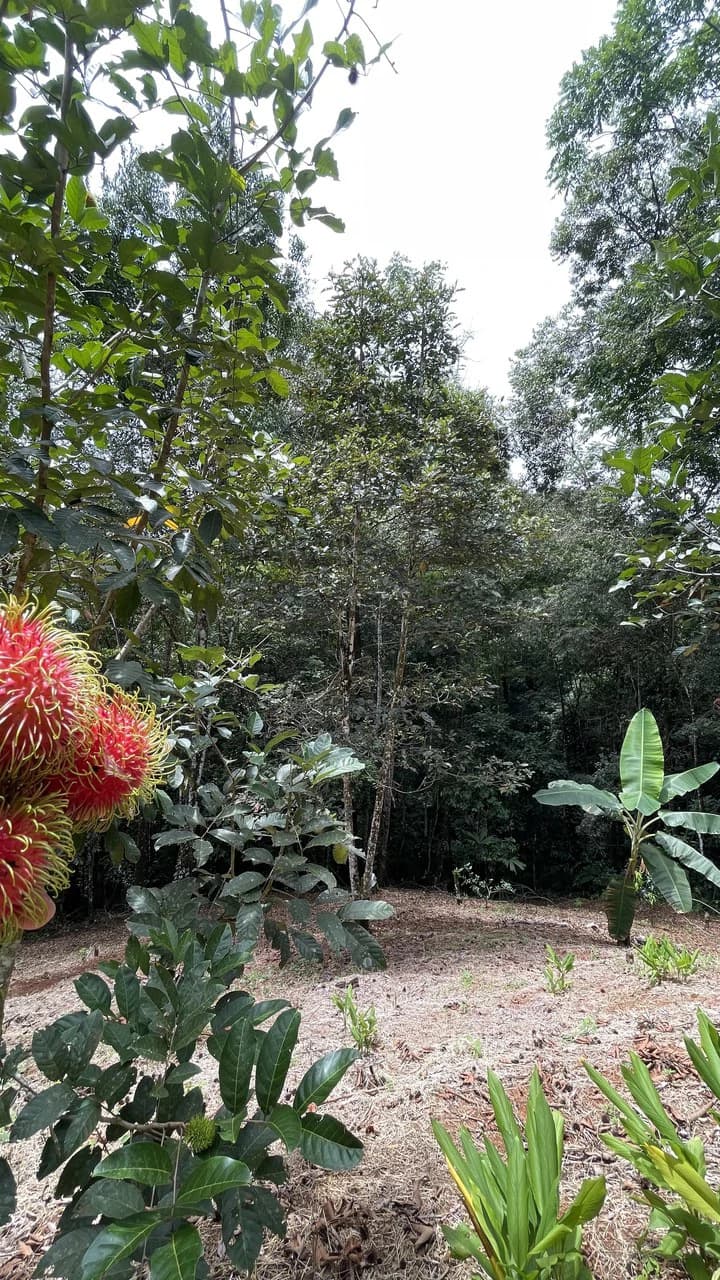 HALF ACRE LOT IN PLATANILLO, MINUTES TO THE BEACH OF DOMINICAL - photo 4