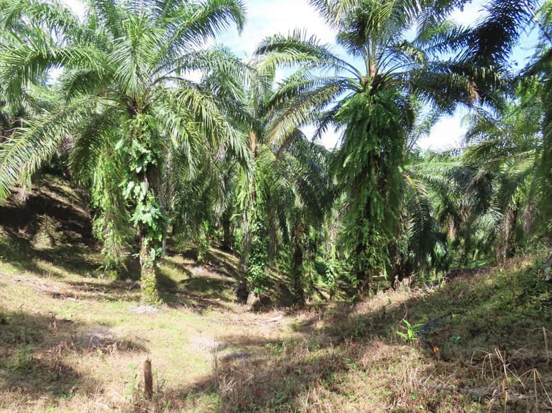Palm Farm with Ocean View, Ideal for Ecotourism or Residential Development - photo 12