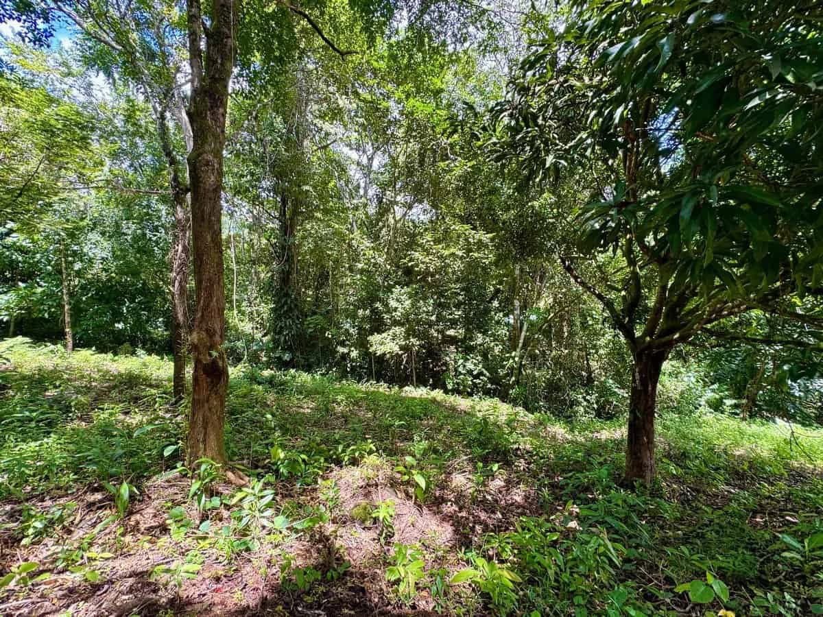 0.7 ACRES – Ocean View Lot With Creek Access, Public Road Frontage, All Utilities!!! - photo 4