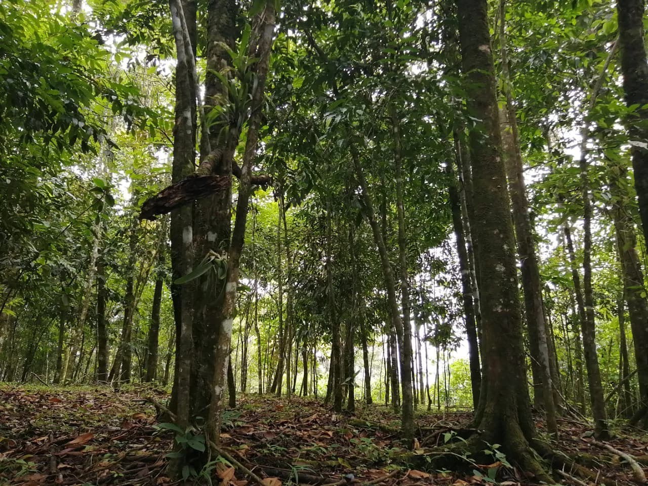 Costa Rica Ecolodge Retreat: TURNKEY COSTA RICA ECOLODGE & WELLNESS RETREAT | 28 ACRES + 5 GUEST CABINS | 45 MINUTES FROM LA FORTUNA - photo 23