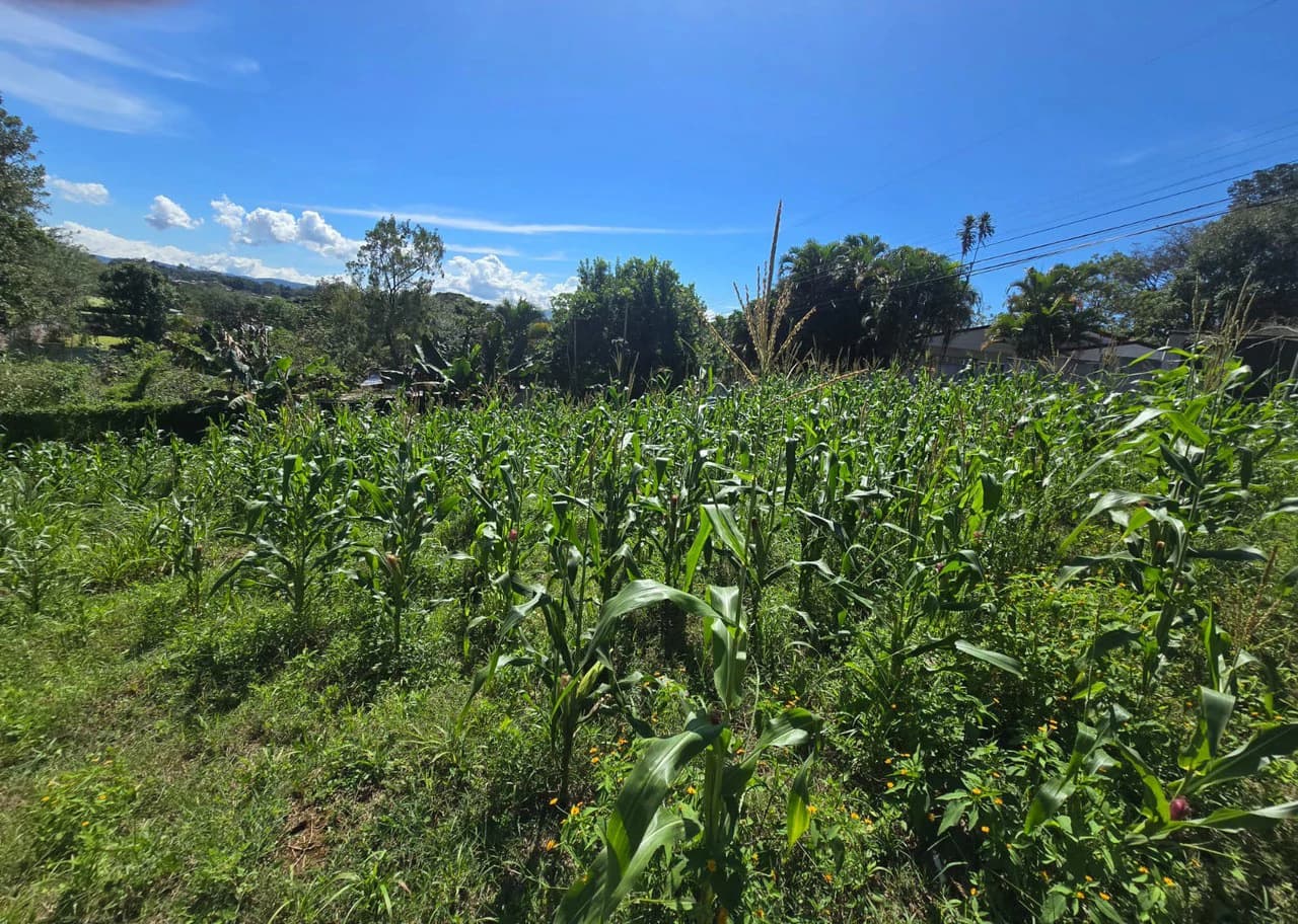 Land for sale in Tambor, Alajuela - photo 12