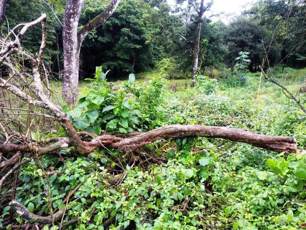 La Foresta: Beautiful Building Lot of 3+ acres in 2 plots, private and quiet setting, lake view, large trees, SELLER will pay closing costs !
