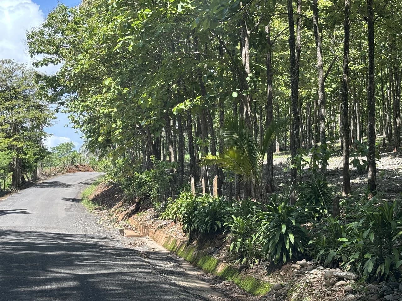 7-Hectare Farm with Teak Plantation, Existing Home & Eco-Development Potential Near Parrita, Costa Rica - photo 19
