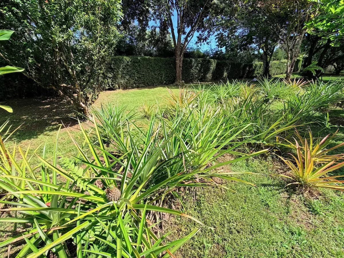 Osa Peninsula Turnkey Property Near Golfo Dulce Beach - photo 27