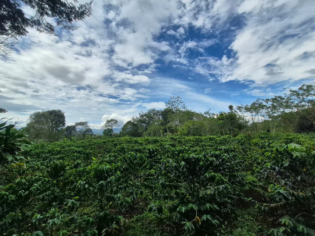 Countryside Home Construction Site For Sale in Santa Elena de San Isidro - photo 11