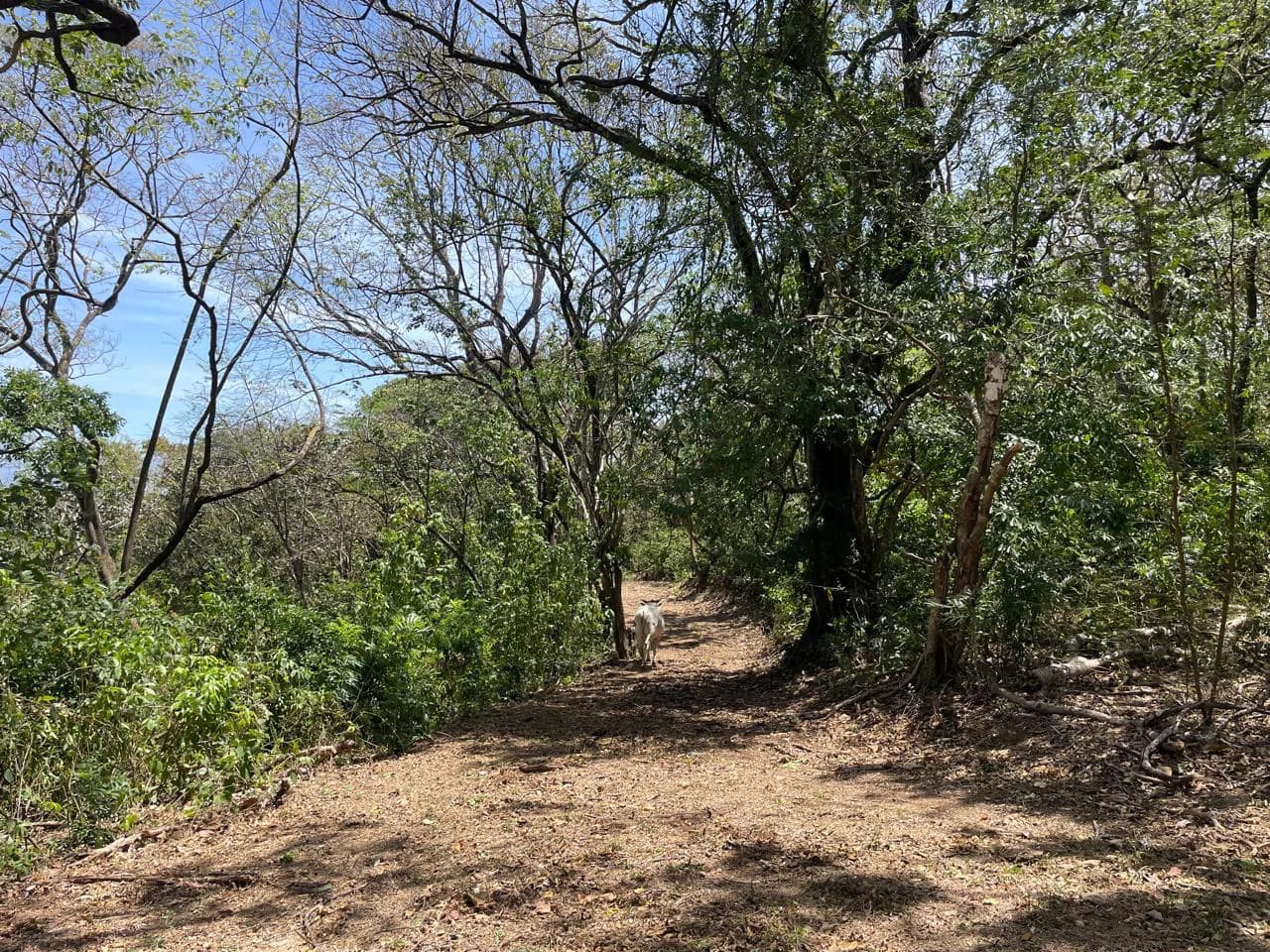 Ocean view property for sale Rodeo Ciudad Colon San Jose Costa Rica - photo 8