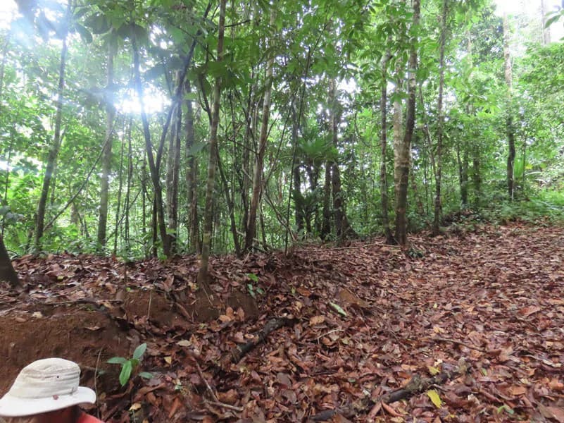 34-Acres of Forest For Sale in Riyito de Puerto Jimenez - photo 17
