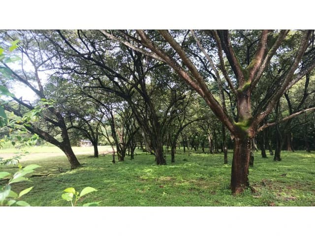 Dream Ranch for Sale with Houses and Horse Stable in Guanacaste – Great Investment Opportunity - photo 2