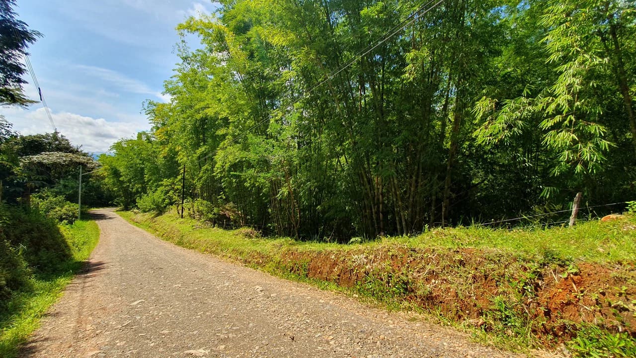 Property #2 with Bamboo Plantation, Development Opportunity (Residential, Hotel, and Industrial). - photo 2