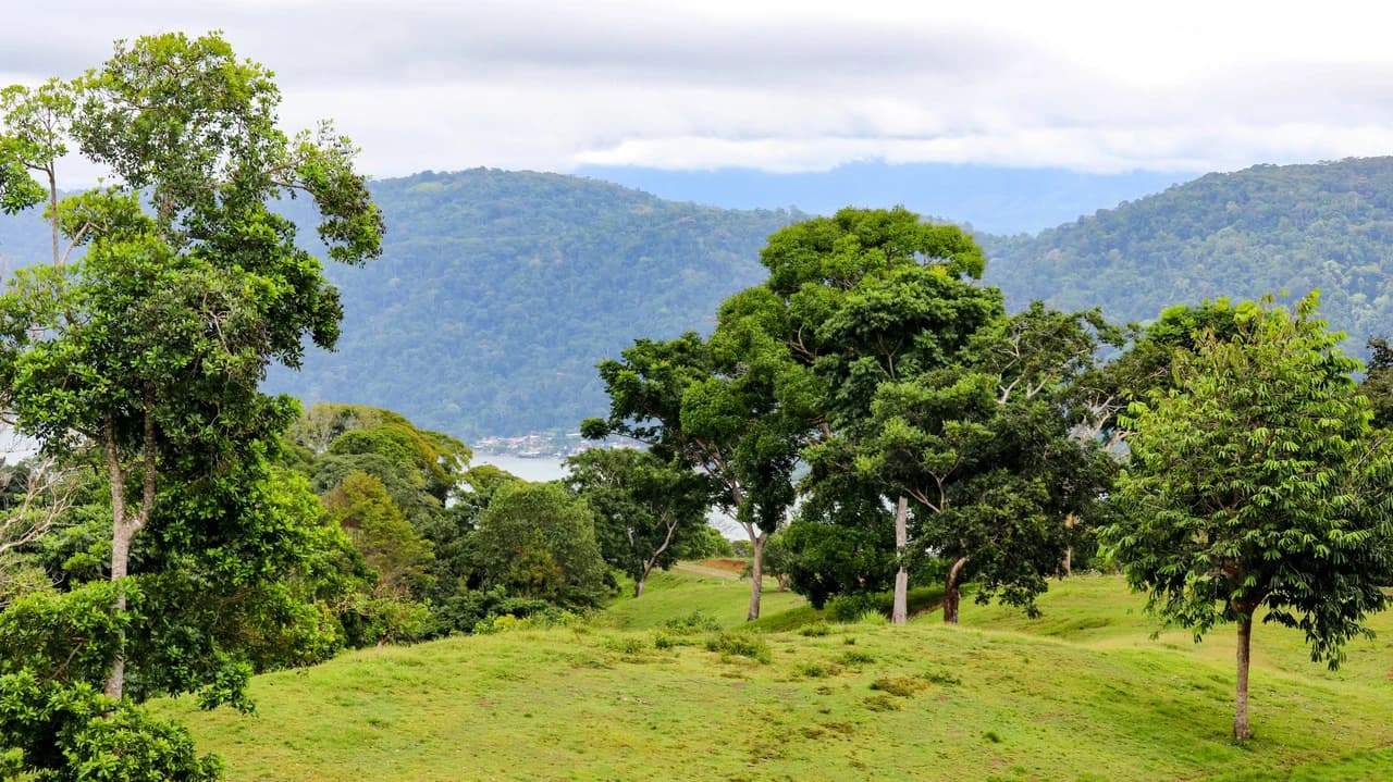 Unique Development Property Overlooking the Pristine Golfito Bay and Golfo Dulce - photo 8