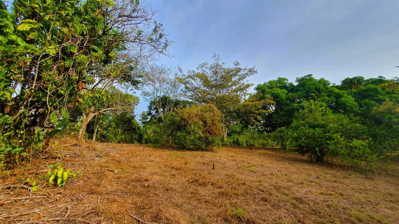 FRUIT TREE PROPERTY FOR SALE: Home Construction Site For Sale in San Isidro del General - photo 24