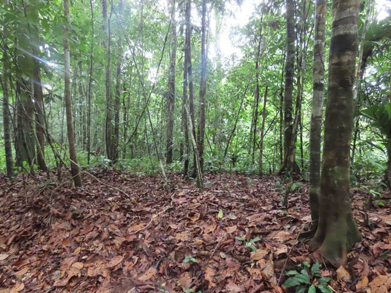 34-Acres of Forest For Sale in Riyito de Puerto Jimenez - photo 20
