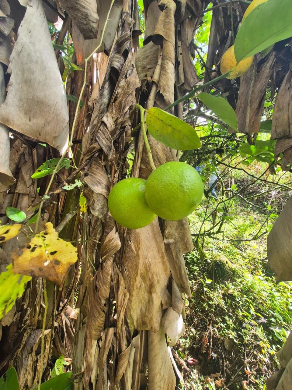 Propiedad en San Blas: Mountain Agricultural Land For Sale in La Linda General Viejo - photo 10