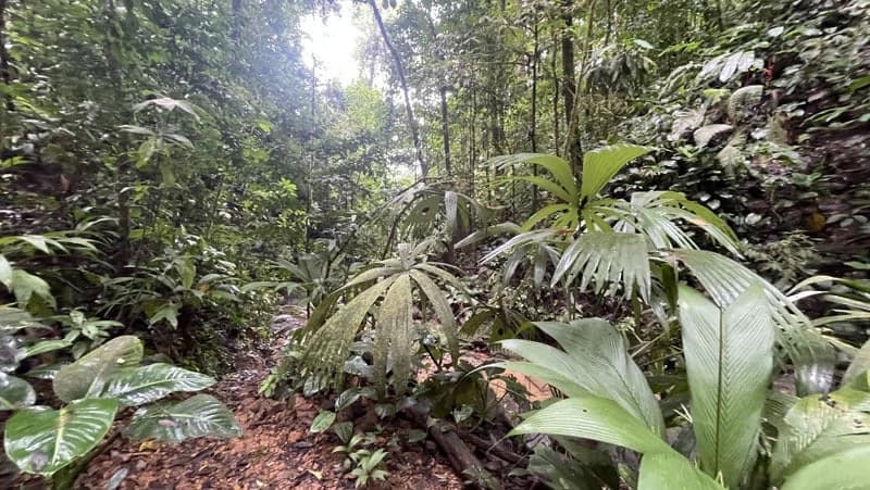 116-Hectare Finca for Sale Near Uvita with Whales Tail Views and 10 Waterfalls | La Faralla, Bahia Ballena, Uvita, Puntarenas, Costa Rica - photo 83