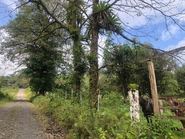 Hot and Cold Thermal Springs for Sale – Beautiful Property in Dos Ríos, Alajuela with Excellent Commercial Potential - photo 5