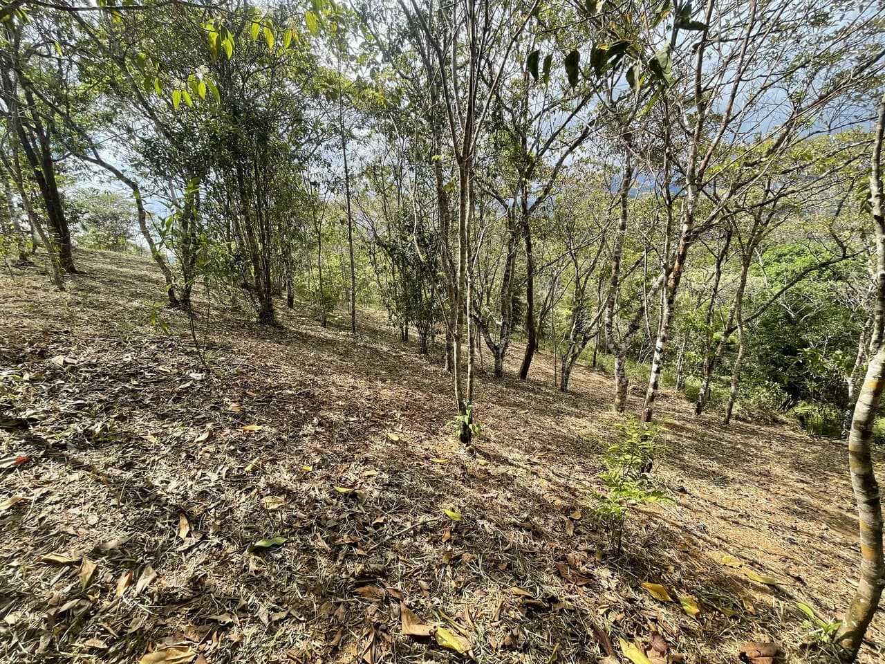 Elevated Two and a Half Acres with Cool Breeze in San Isidro del General - photo 18