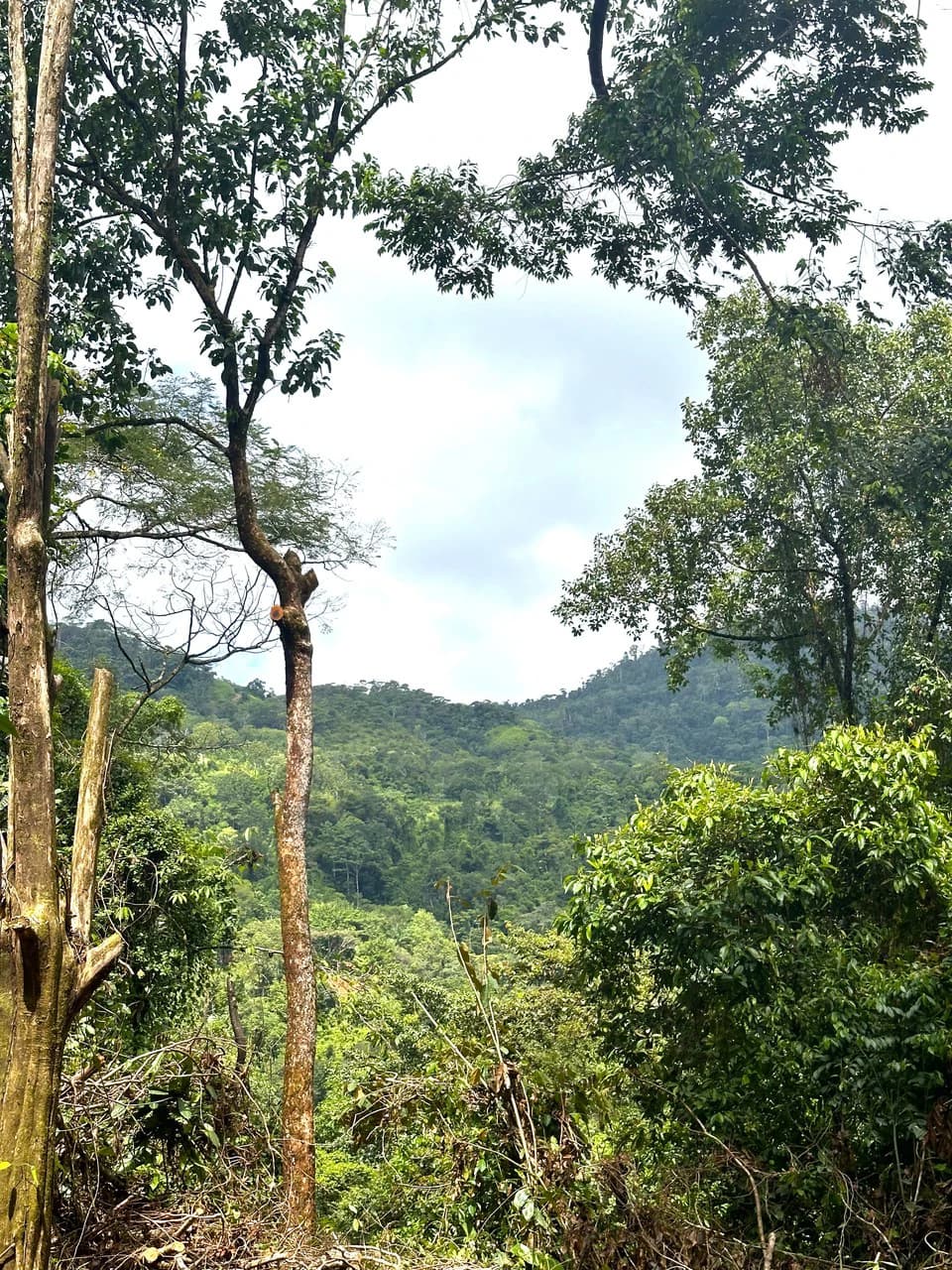 Mountain View Building Lot in Prestigious Gated Community With Private Waterfall & Two Building Sites: Mountain Home Construction Site For Sale in Portalon