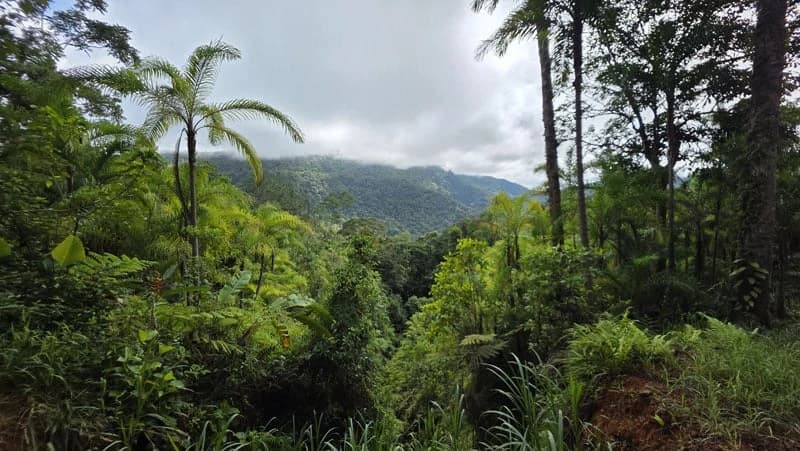 116-Hectare Finca for Sale Near Uvita with Whales Tail Views and 10 Waterfalls | La Faralla, Bahia Ballena, Uvita, Puntarenas, Costa Rica - photo 23